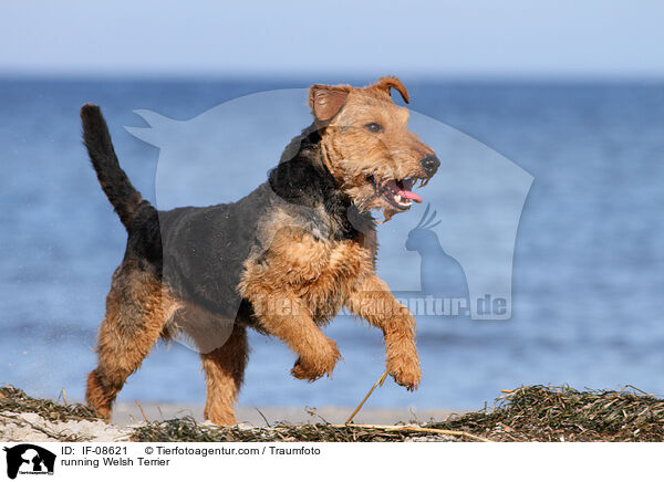rennender Welsh Terrier / running Welsh Terrier / IF-08621