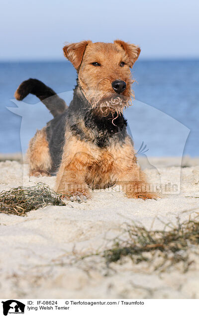 liegender Welsh Terrier / lying Welsh Terrier / IF-08624