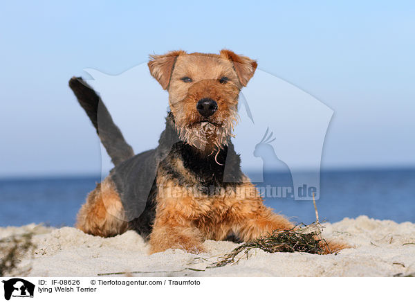 liegender Welsh Terrier / lying Welsh Terrier / IF-08626