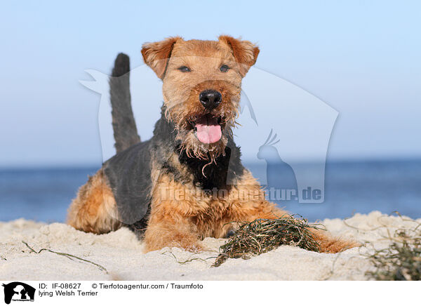 liegender Welsh Terrier / lying Welsh Terrier / IF-08627
