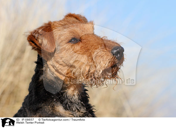 Welsh Terrier Portrait / IF-08657