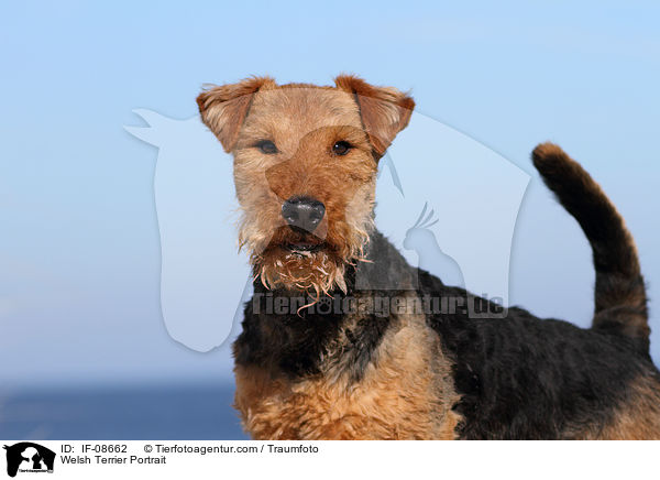 Welsh Terrier Portrait / IF-08662
