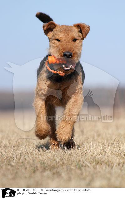 playing Welsh Terrier / IF-08675