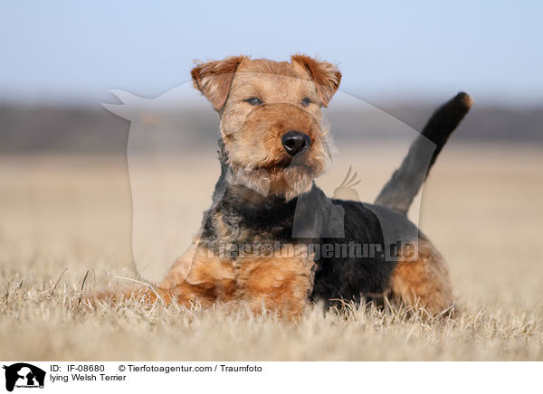 lying Welsh Terrier / IF-08680