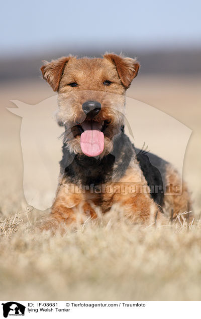 lying Welsh Terrier / IF-08681
