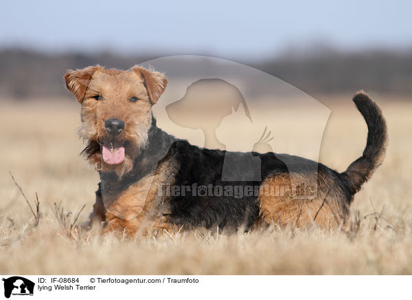 lying Welsh Terrier / IF-08684