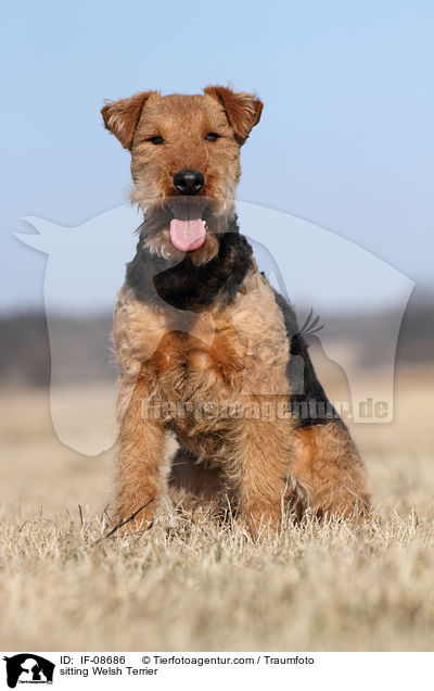 sitting Welsh Terrier / IF-08686