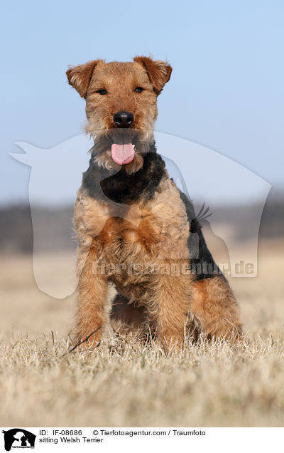 sitzender Welsh Terrier / sitting Welsh Terrier / IF-08686