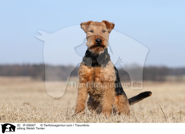 sitting Welsh Terrier / IF-08687