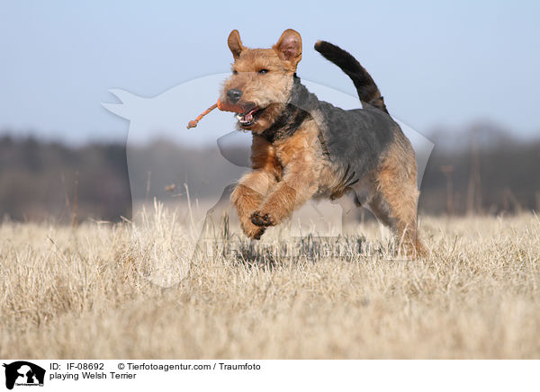 playing Welsh Terrier / IF-08692