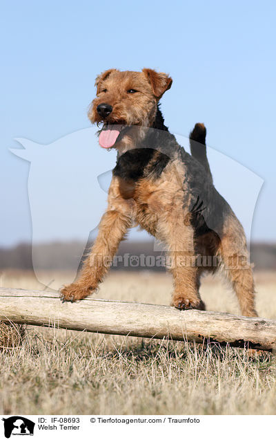 Welsh Terrier / IF-08693