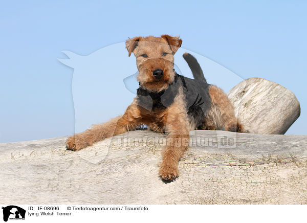 lying Welsh Terrier / IF-08696