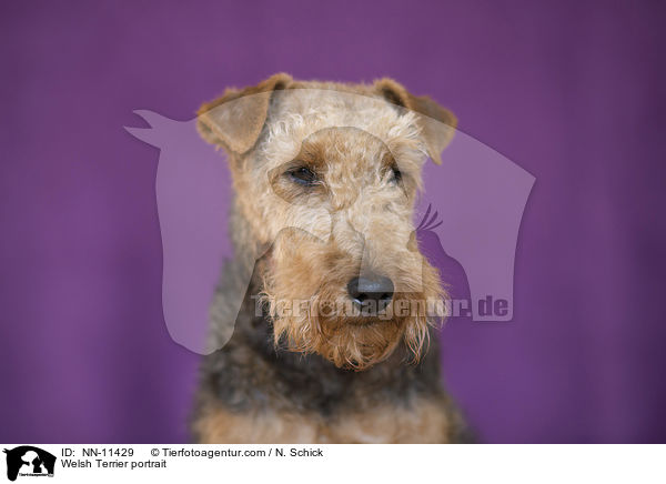Welsh Terrier portrait / NN-11429