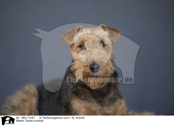 Welsh Terrier portrait / NN-11441