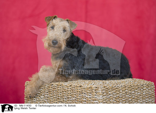 liegender Welsh Terrier / lying Welsh Terrier / NN-11450