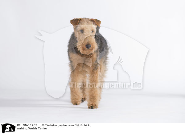 walking Welsh Terrier / NN-11453