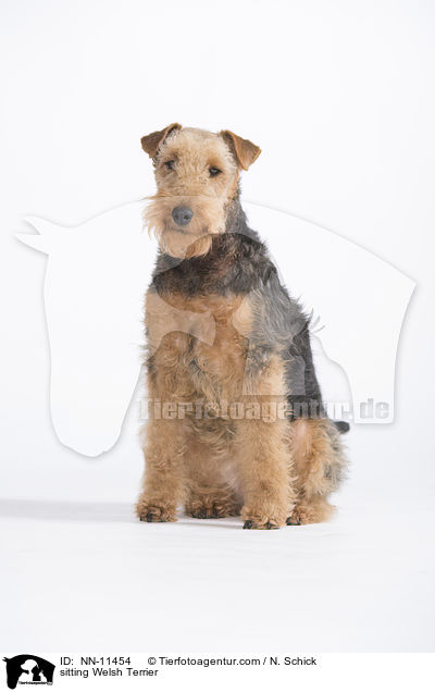 sitzender Welsh Terrier / sitting Welsh Terrier / NN-11454