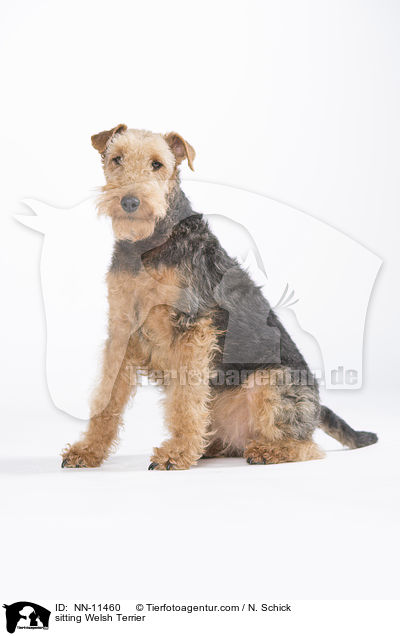sitting Welsh Terrier / NN-11460