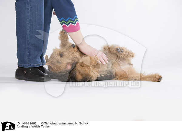 Welsh Terrier wird gestreichelt / fondling a Welsh Terrier / NN-11462