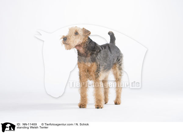 stehender Welsh Terrier / standing Welsh Terrier / NN-11469