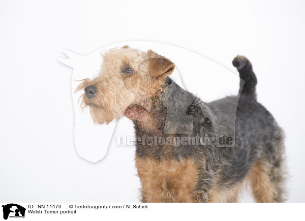 Welsh Terrier portrait / NN-11470