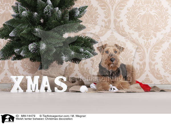Welsh terrier between Christmas decoration / MW-14479