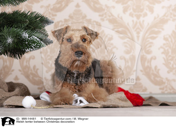 Welsh terrier between Christmas decoration / MW-14481