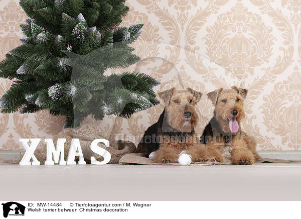 Welsh terrier between Christmas decoration / MW-14484