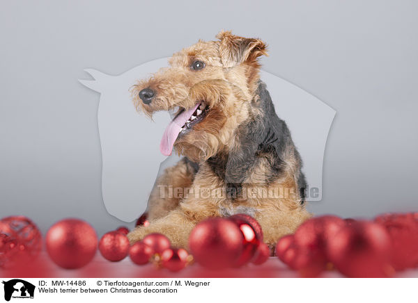 Welsh terrier between Christmas decoration / MW-14486
