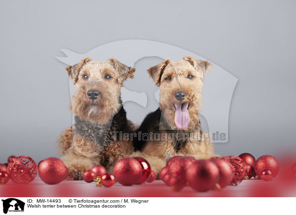 Welsh terrier between Christmas decoration / MW-14493