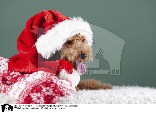 Welsh Terrier zwischen Weihnachtsdeko / Welsh terrier between Christmas decoration / MW-14497