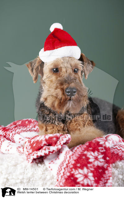 Welsh Terrier zwischen Weihnachtsdeko / Welsh terrier between Christmas decoration / MW-14501