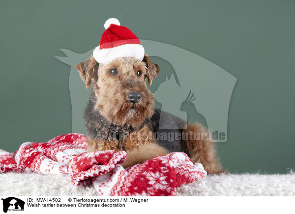 Welsh Terrier zwischen Weihnachtsdeko / Welsh terrier between Christmas decoration / MW-14502