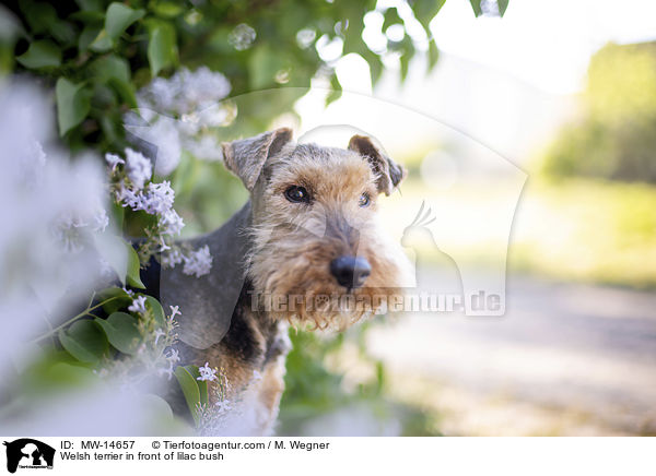 Welsh Terrier vor Fliederbusch / Welsh terrier in front of lilac bush / MW-14657