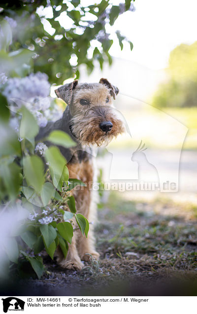Welsh Terrier vor Fliederbusch / Welsh terrier in front of lilac bush / MW-14661
