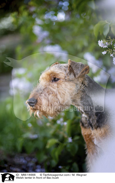 Welsh Terrier vor Fliederbusch / Welsh terrier in front of lilac bush / MW-14666