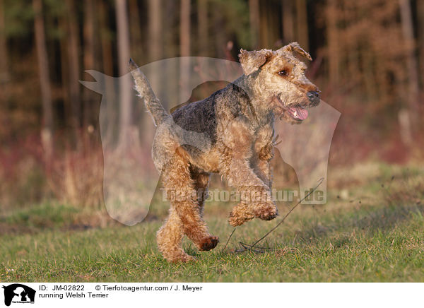 running Welsh Terrier / JM-02822