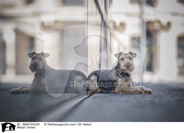 Welsh Terrier / Welsh Terrier / MAH-04239