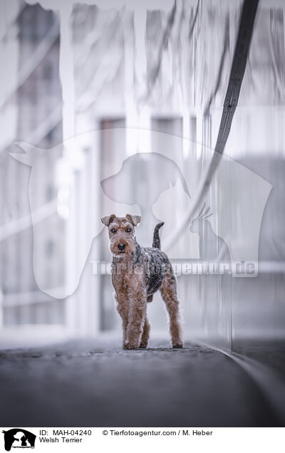 Welsh Terrier / MAH-04240