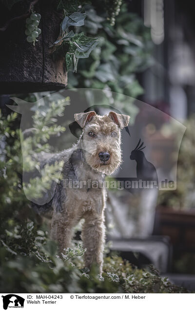 Welsh Terrier / MAH-04243