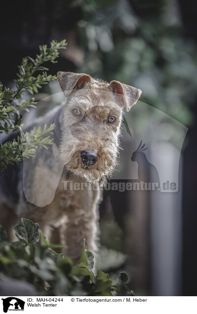 Welsh Terrier / Welsh Terrier / MAH-04244