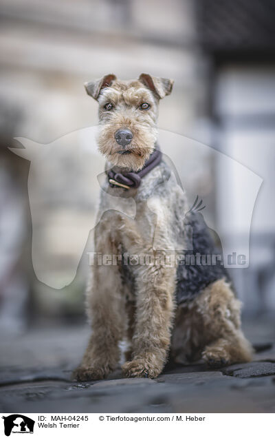 Welsh Terrier / Welsh Terrier / MAH-04245