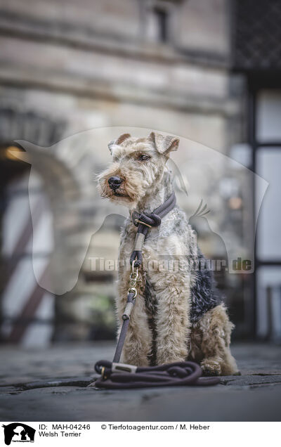 Welsh Terrier / MAH-04246