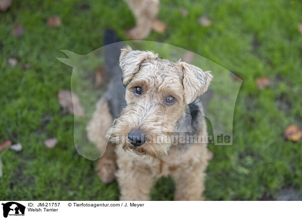Welsh Terrier / Welsh Terrier / JM-21757