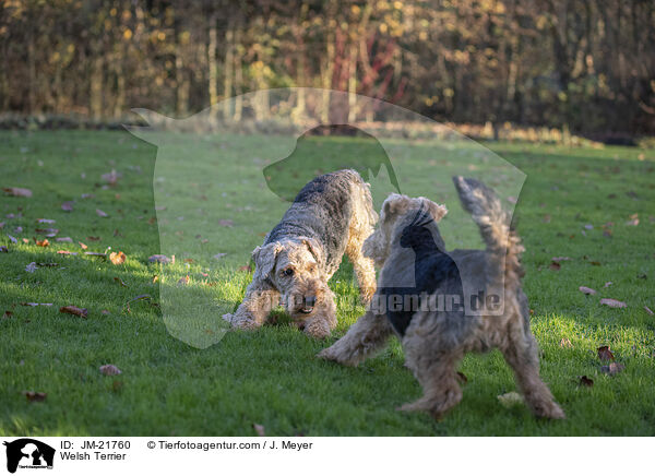 Welsh Terrier / Welsh Terrier / JM-21760