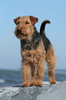 standing Welsh Terrier