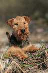 lying Welsh Terrier