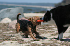 playing Welsh Terrier