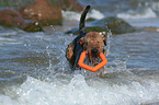 playing Welsh Terrier