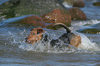 playing Welsh Terrier